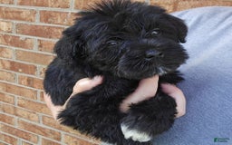 Miniature Schnauzer dogs for sale: Girl 2 - Image 4