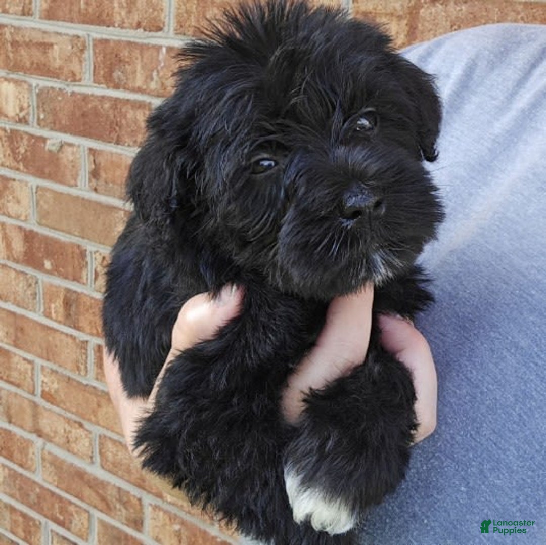 Miniature Schnauzer dogs for sale: Girl 2 - Image 4