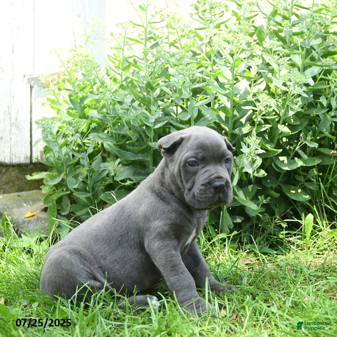 Cane Corso dogs for sale: Cane Corso 8 puppies - Image 9