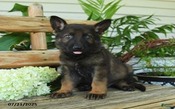 German Shepherd dogs for sale: German Shepherd 10 puppies - Image 4