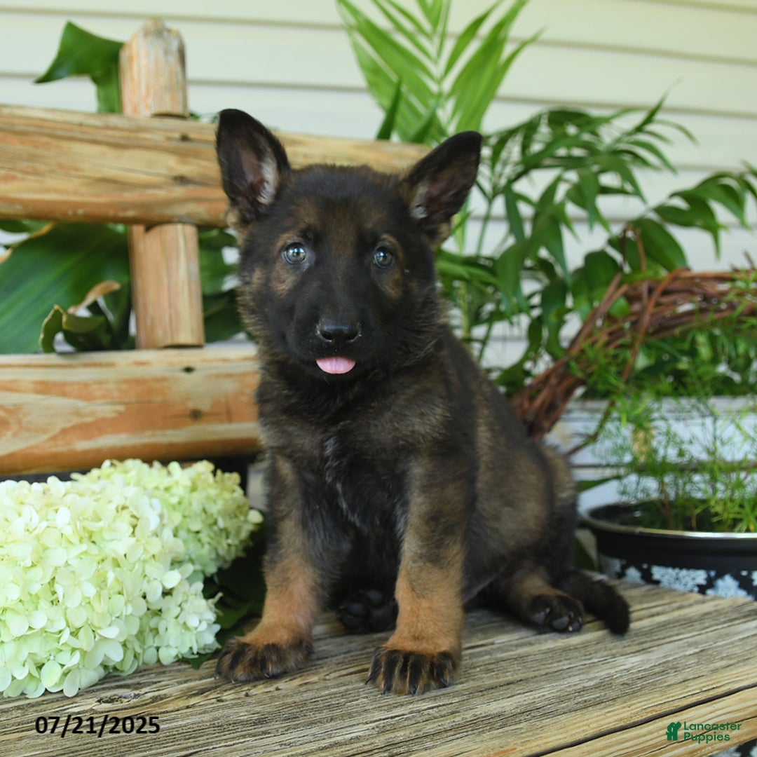 German Shepherd dogs for sale: German Shepherd 10 puppies - Image 4
