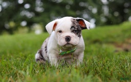 Beabull dogs for sale: Chip - Image 7