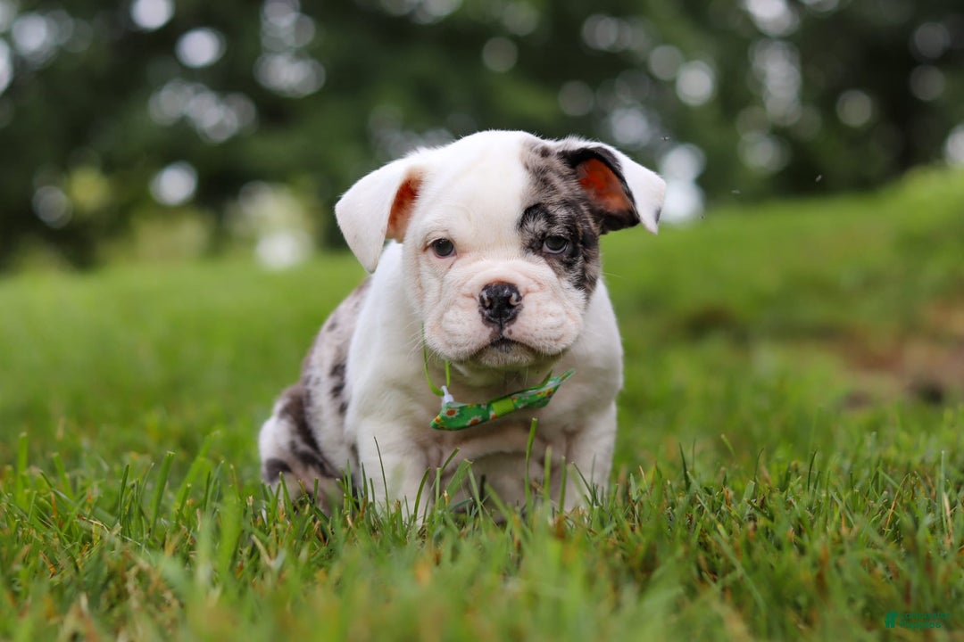 Beabull dogs for sale: Chip - Image 7