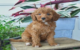 Mini Goldendoodle dogs for sale: Penny - Image 5