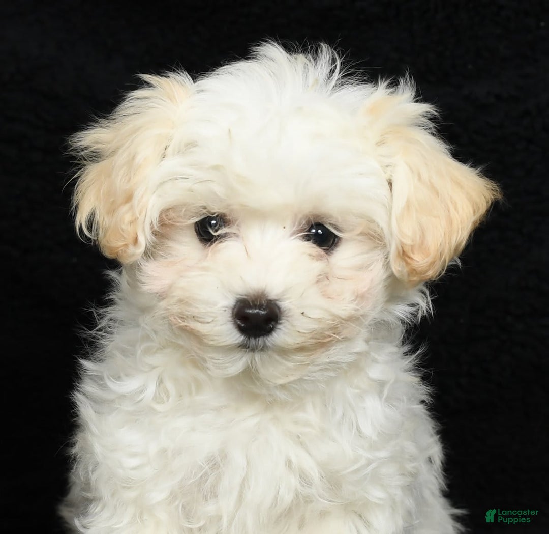 Maltipoo dogs for sale: Cody - Image 8