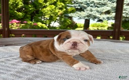 English Bulldog dogs for sale: Clyde - Image 3