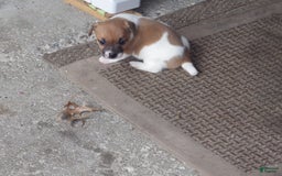 Jack Russell Terrier dogs for sale: Franklin - Image 1