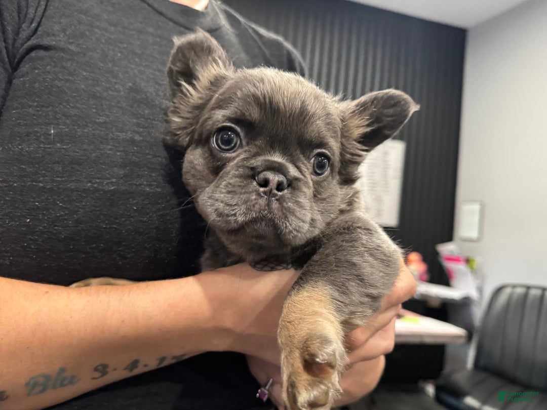 French Bulldog dogs for sale: Lucky - Image 1
