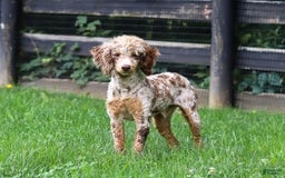 Cockapoo dogs for sale: Lila - Image 15