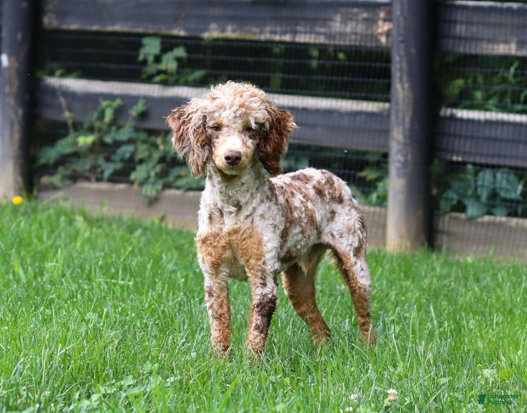 Cockapoo dogs for sale: Lila - Image 15