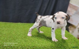 Catahoula Leopard Dog dogs for sale: Diamond 2025 F3 - Image 7