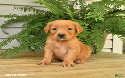 Golden Retriever dogs for sale: Max - Image 1