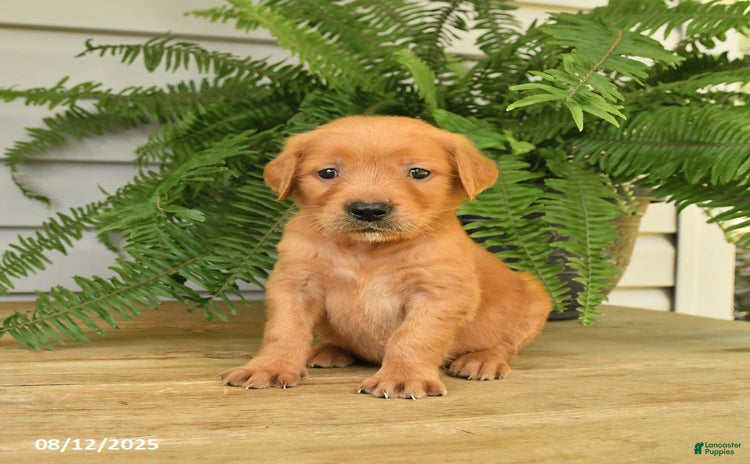 Golden Retriever dogs for sale - Ad 3