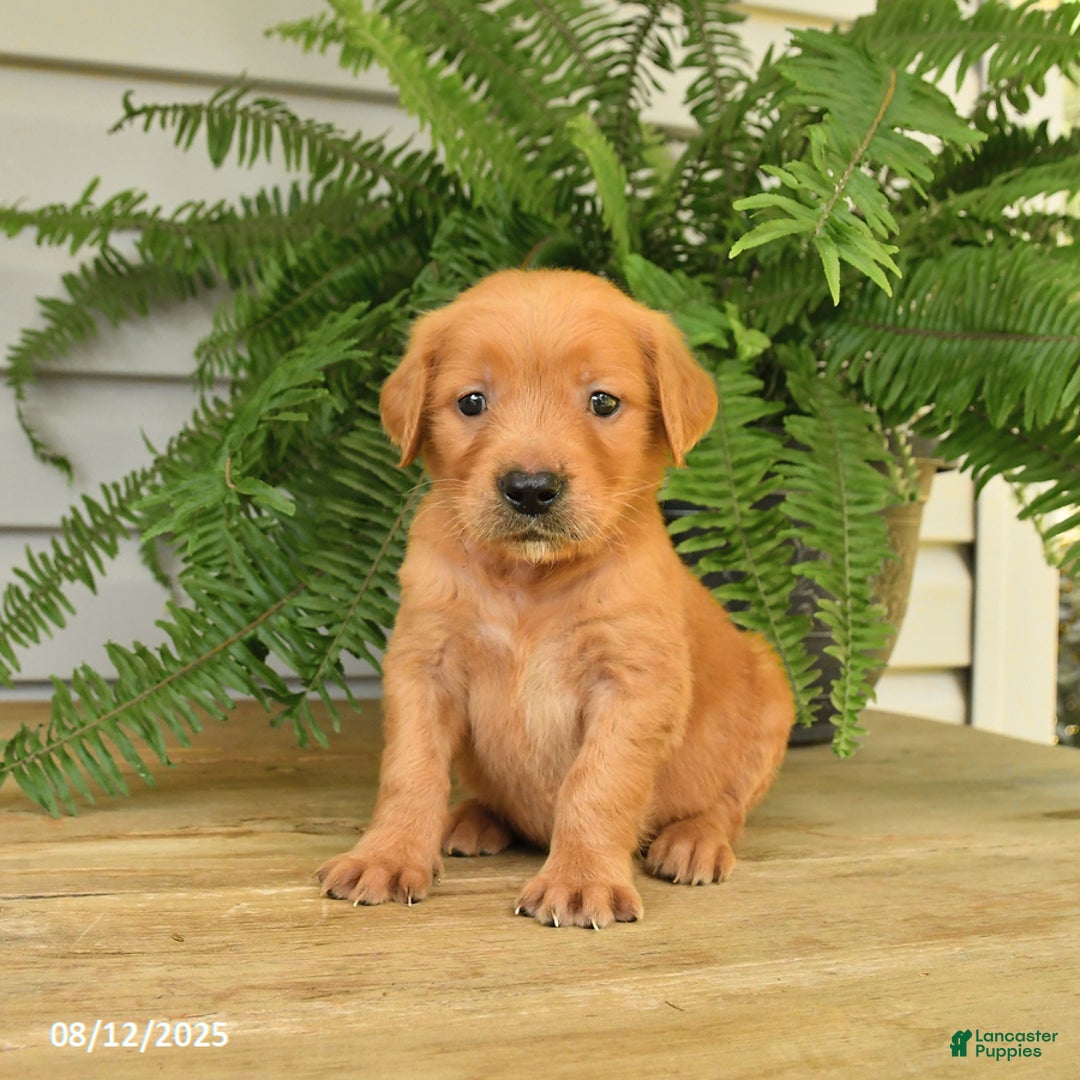 Golden Retriever dogs for sale: Max - Image 1