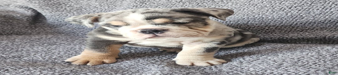 Mara