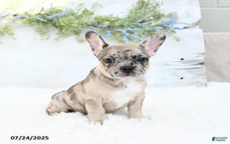 French Bulldog dogs for sale: Tracie - Image 4