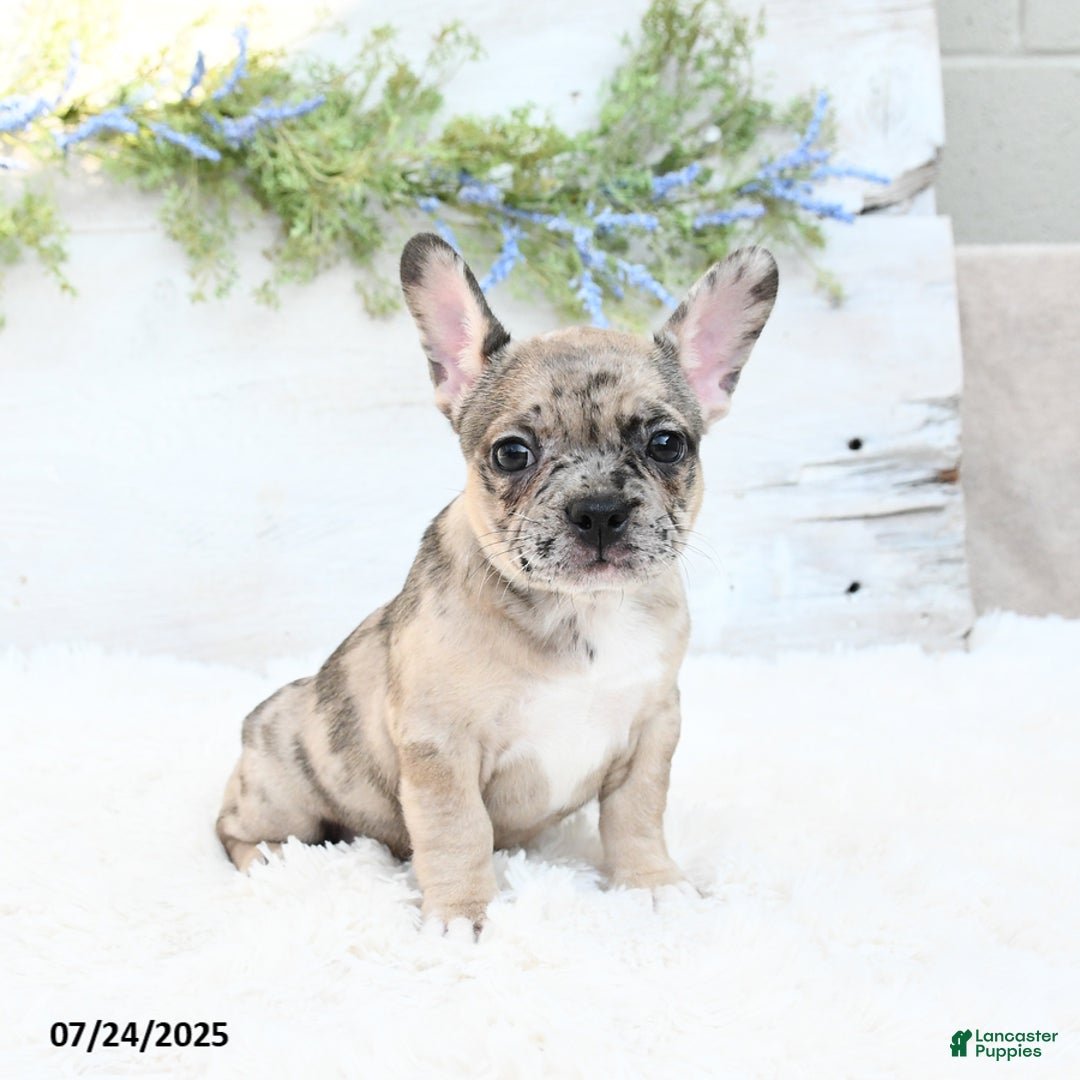 French Bulldog dogs for sale: Tracie - Image 4