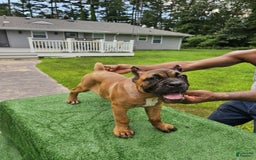 Cane Corso dogs for sale: Coco - Image 14