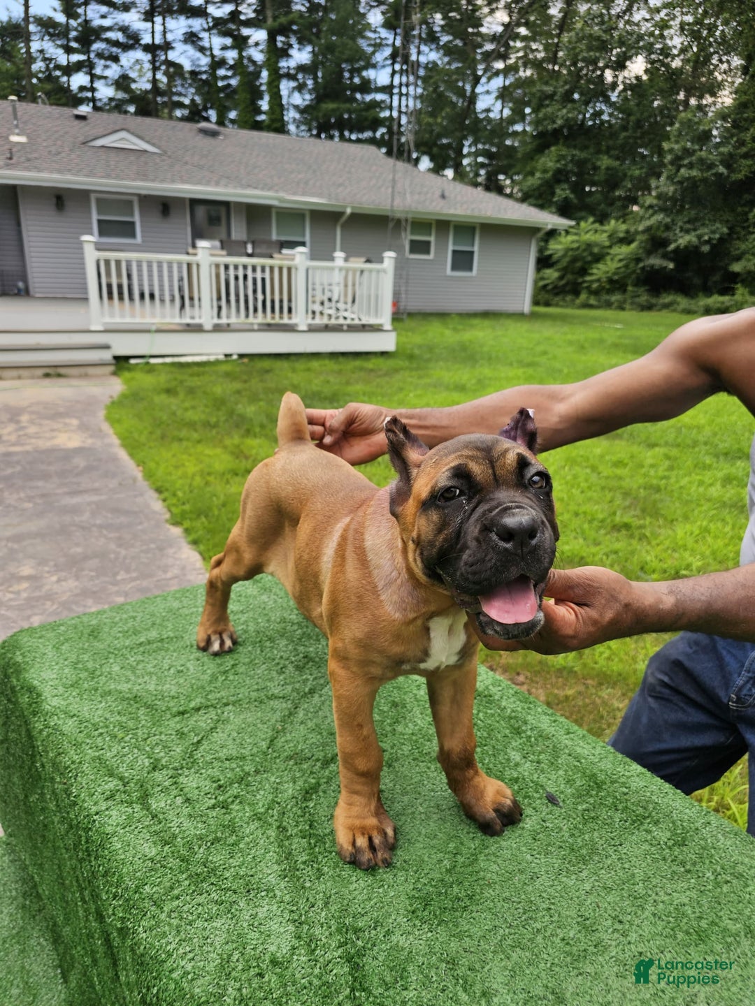 Cane Corso dogs for sale: Coco - Image 14