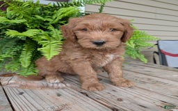 Goldendoodle dogs for sale: Cash - Image 38