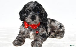 Cockapoo dogs for sale: Wilson - Image 6