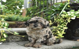 Cavapoo dogs for sale: Remi - Image 2