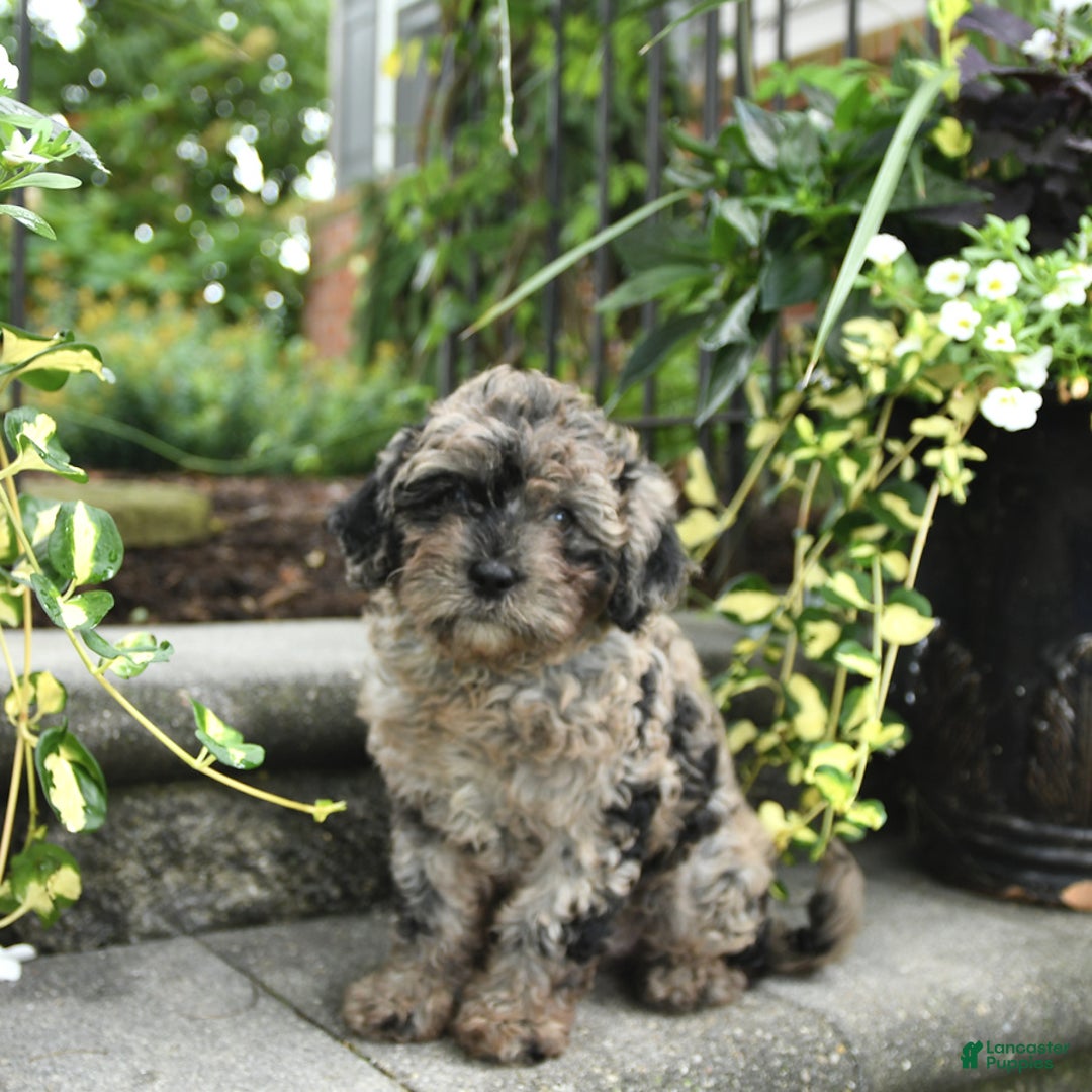 Cavapoo dogs for sale: Remi - Image 2