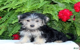 Morkie dogs for sale: Fritz - Image 1