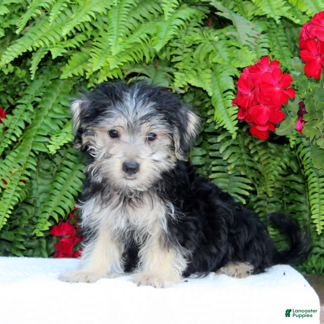 Morkie dogs for sale: Fritz - Image 1