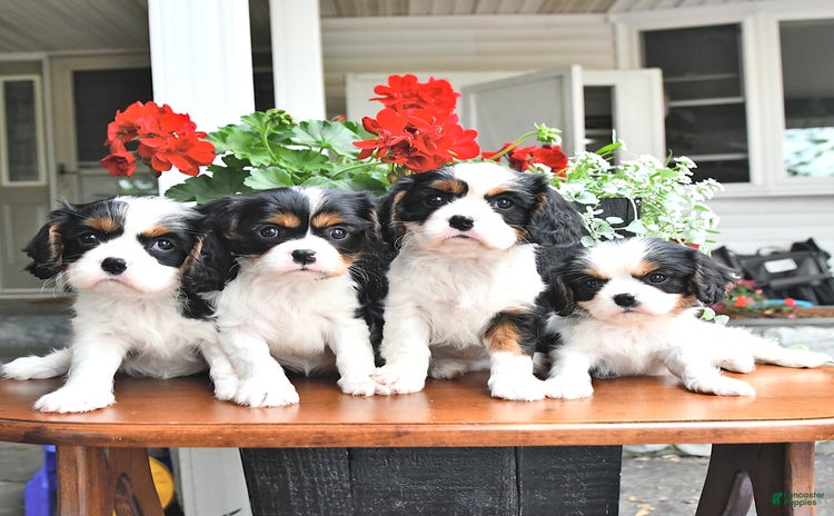 Cavalier King Charles Spaniel dogs for sale - Ad 1