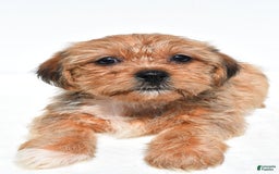 Shorkie dogs for sale: Wonder - Image 7