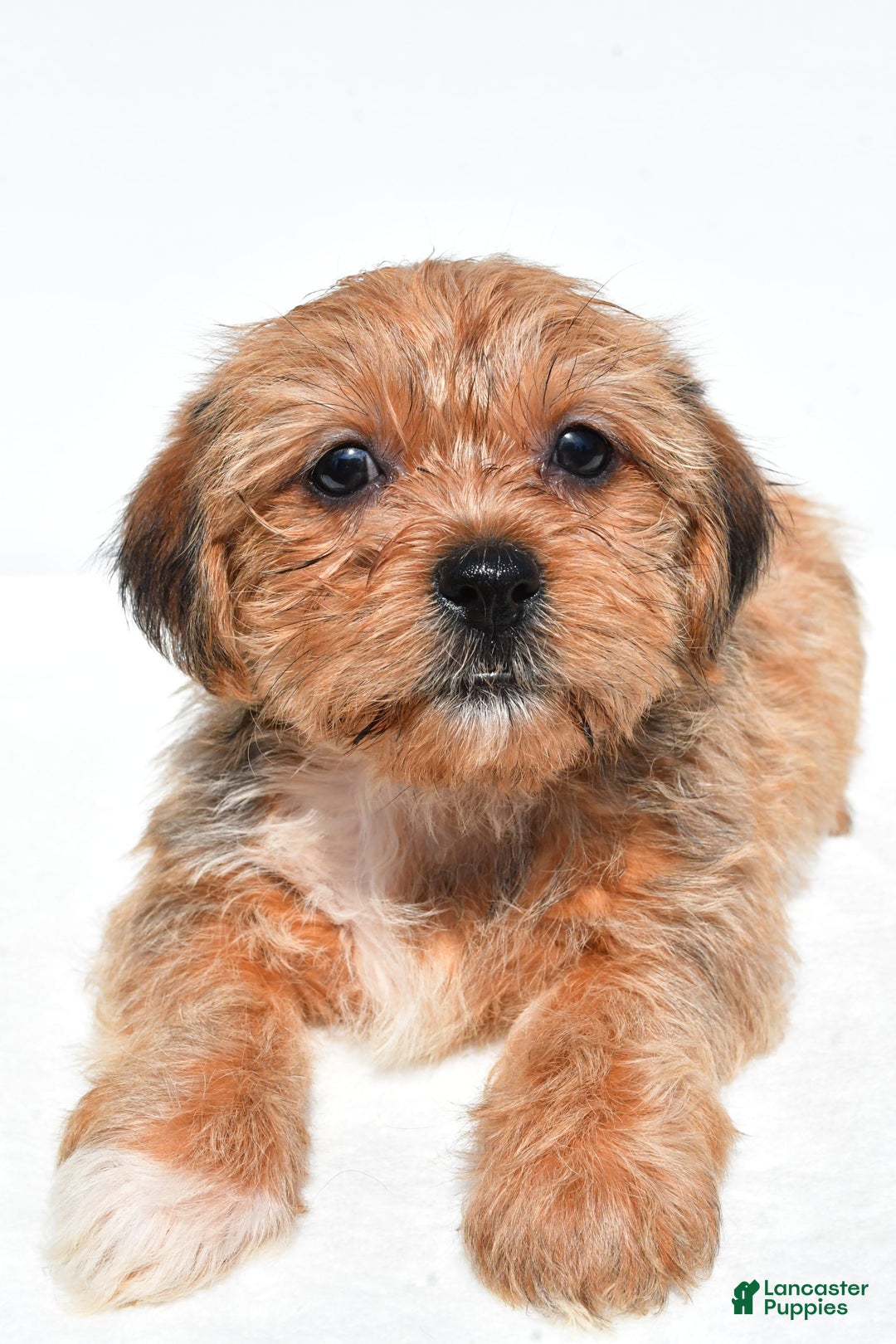Shorkie dogs for sale: Wonder - Image 7