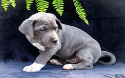 Great Dane dogs for sale: Molly - Image 12