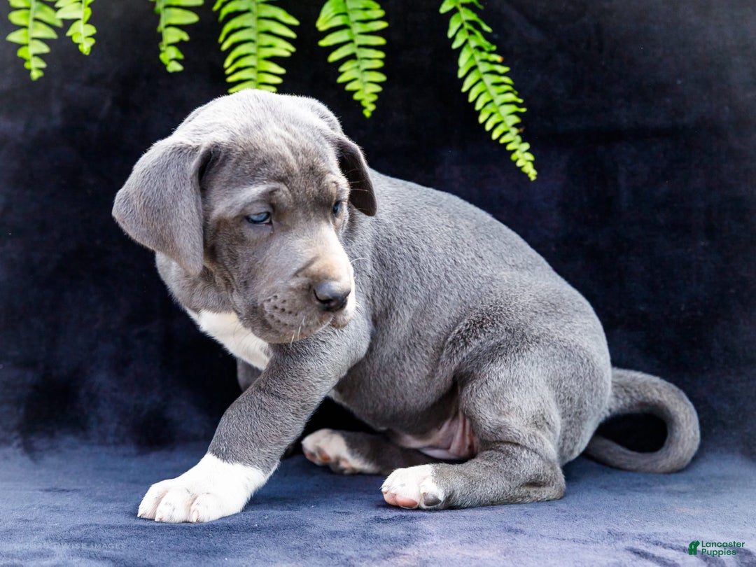 Great Dane dogs for sale: Molly - Image 12