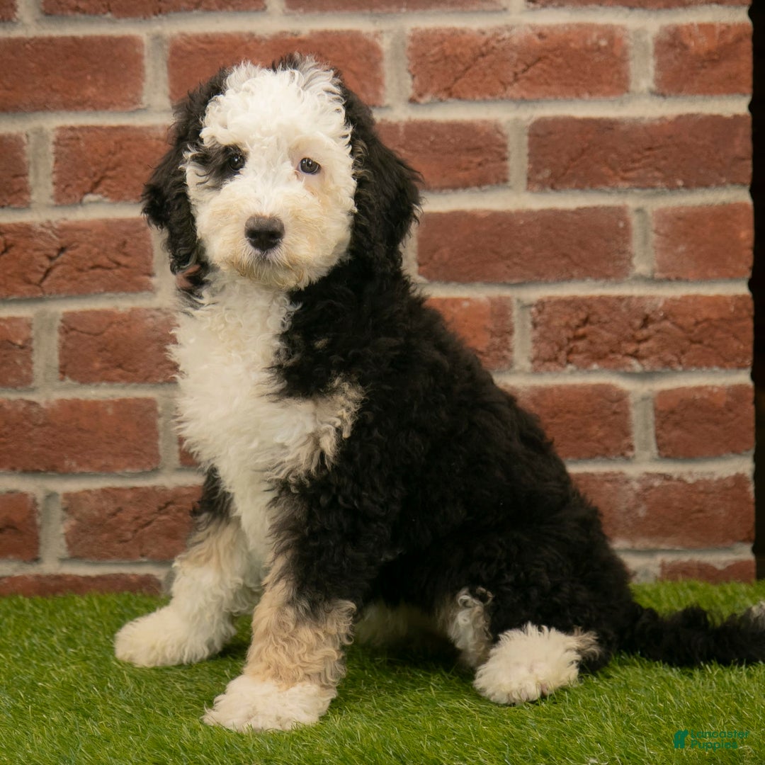 Mini Bernedoodle dogs for sale: Brooklyn - Image 5