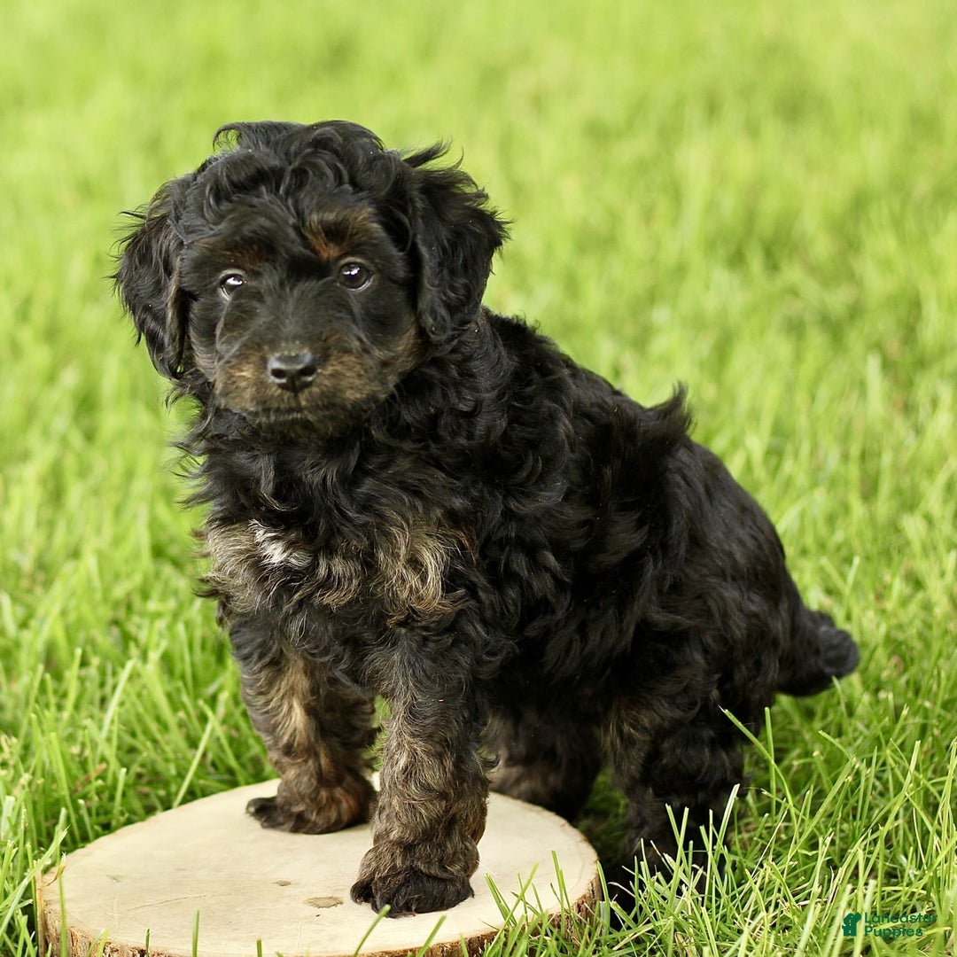 Havapoo dogs for sale: Milo - Image 4