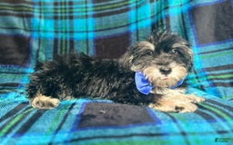 Miniature Schnauzer dogs for sale: Yota - Image 5