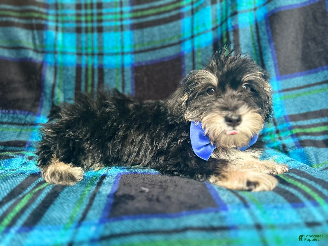 Miniature Schnauzer dogs for sale: Yota - Image 5