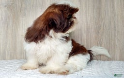Shih Tzu dogs for sale: Weston - Image 4