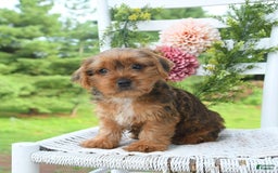 Shorkie dogs for sale: Bud - Image 1