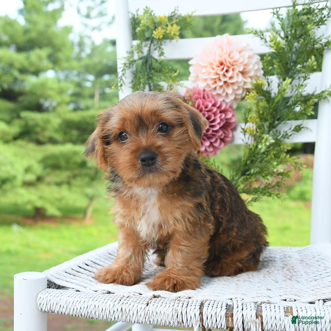 Shorkie dogs for sale: Bud - Image 1