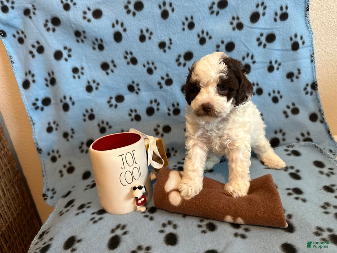 Toy Poodle dogs for sale: Hazel - Image 2