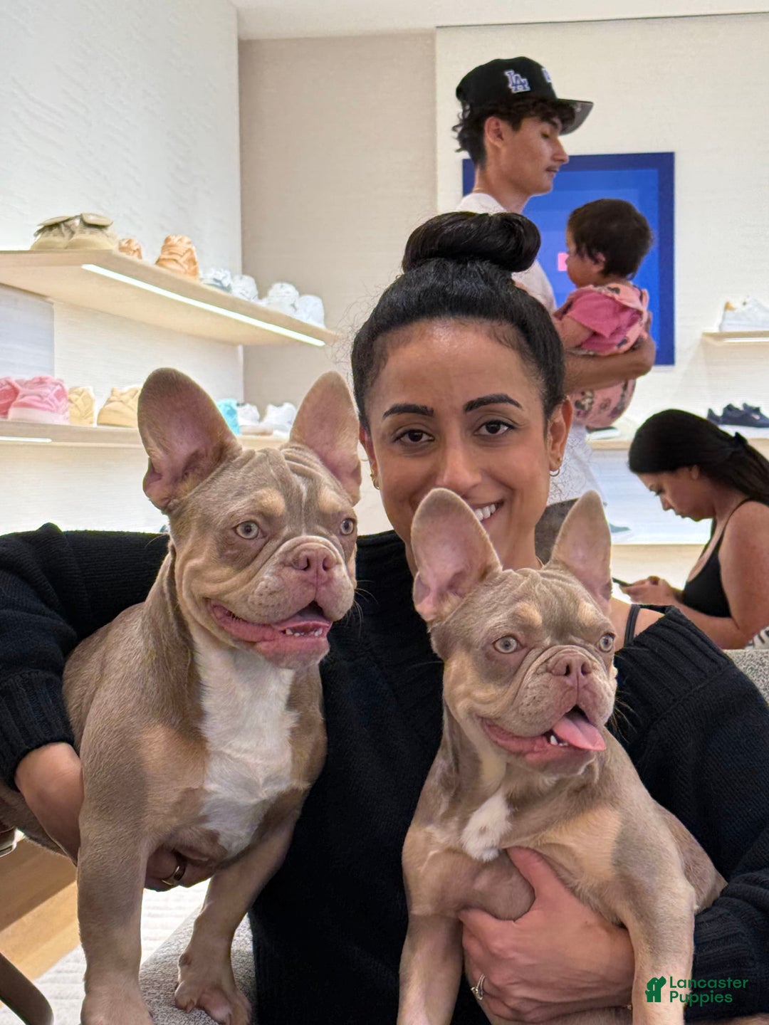 French Bulldog dogs for sale: Susu - Image 2