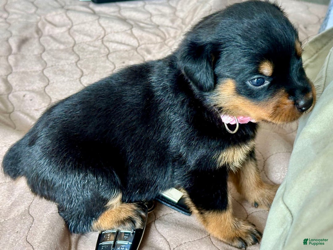 Rottweiler dogs for sale: Pink Collar - Image 5