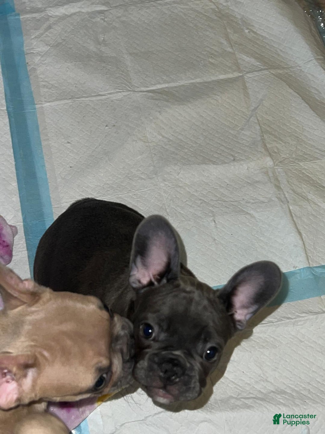 French Bulldog dogs for sale: Maya - Image 2
