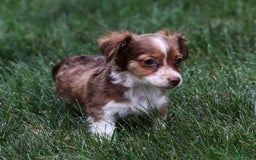 Chihuahua dogs for sale: Nora - Image 4