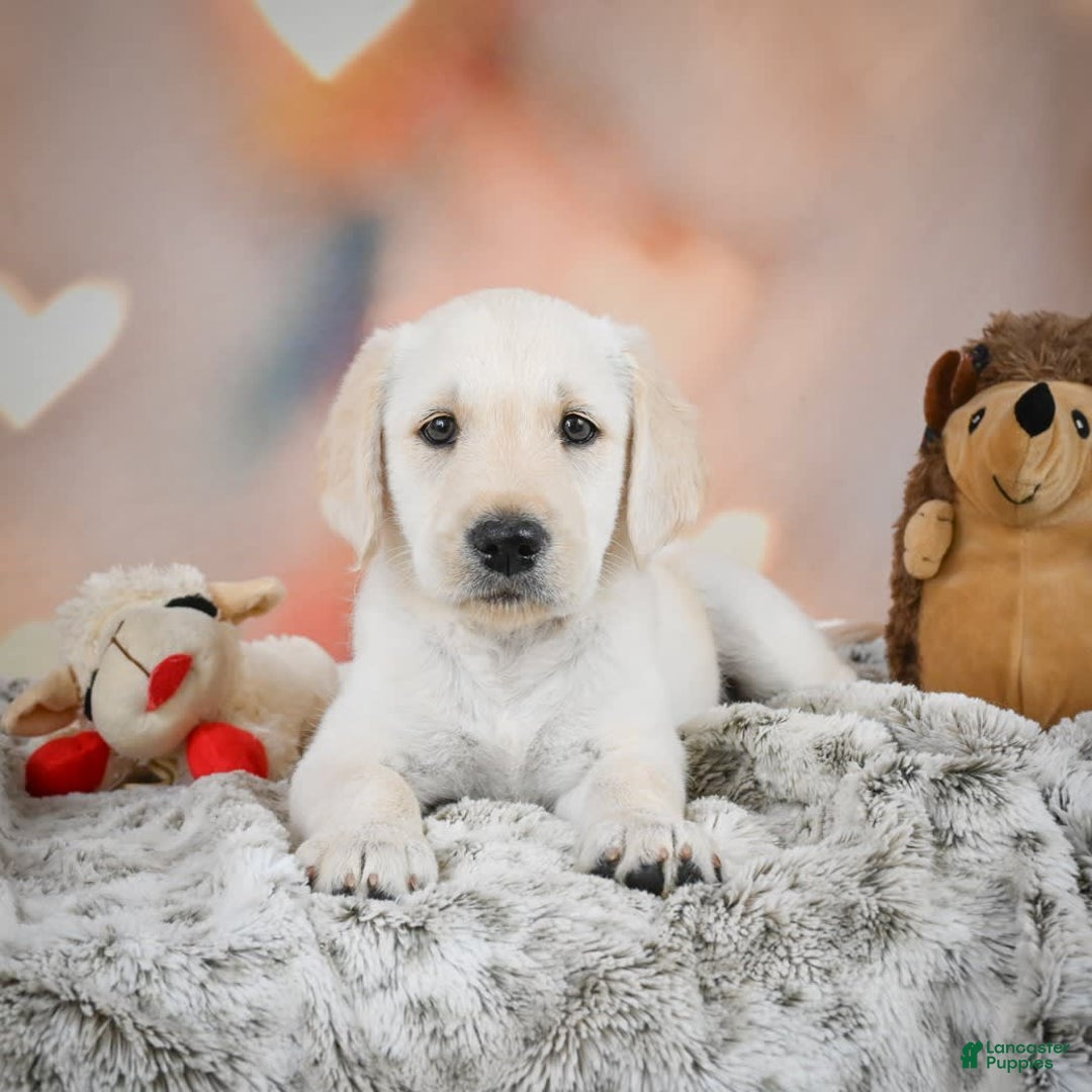 Labradoodle dogs for sale: Ryley - Image 5