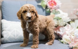 Standard Poodle dogs for sale: Lollipop - Image 3