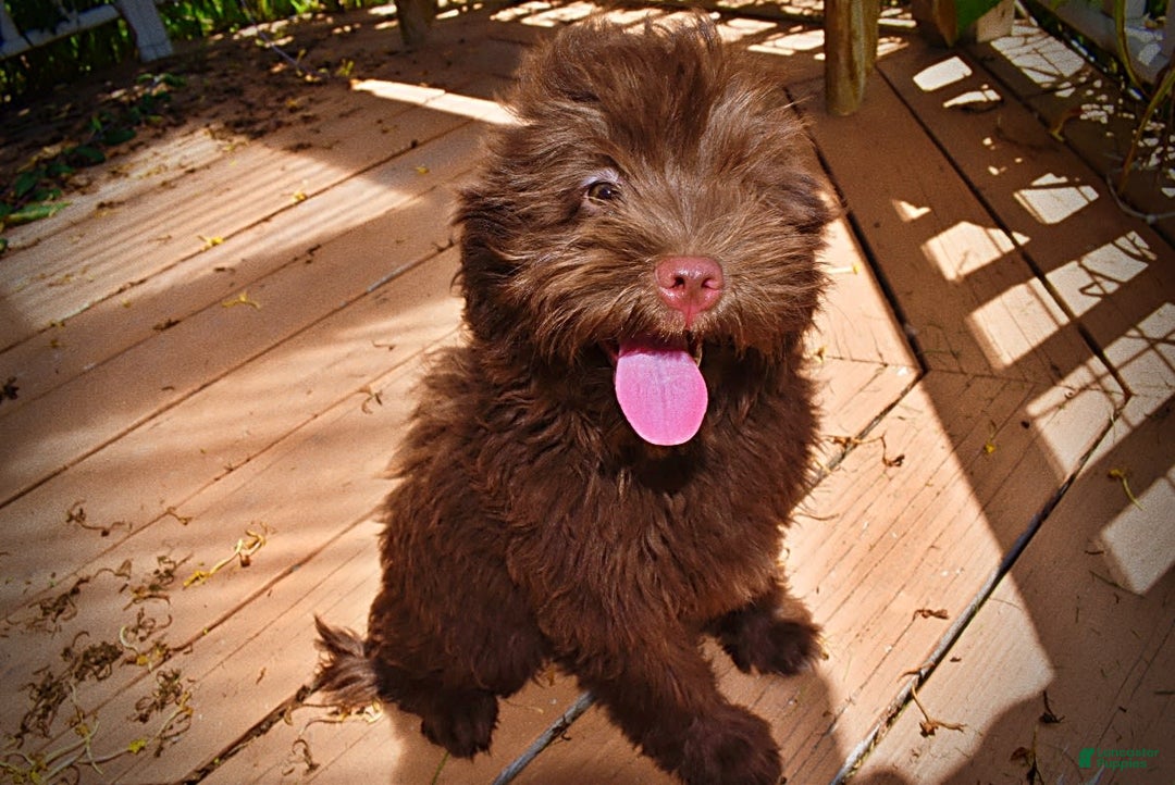 Havapoo dogs for sale: Wiggles - Image 3