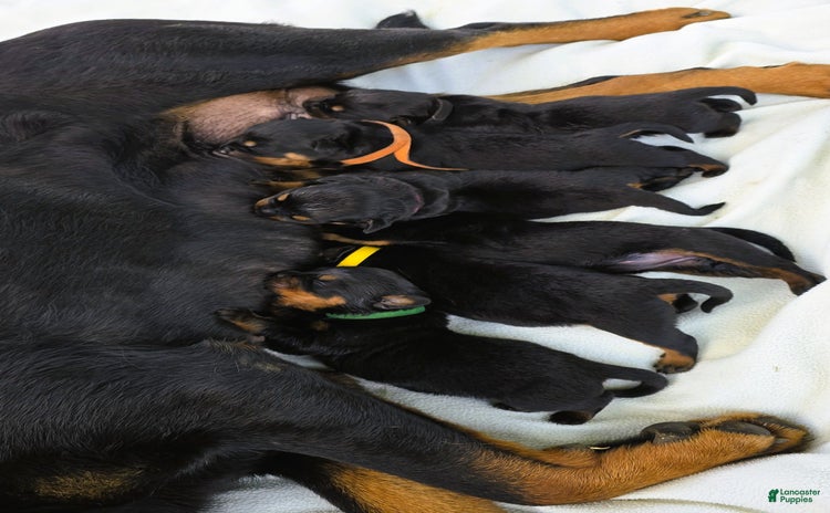Rottweiler dogs for sale - Ad 2